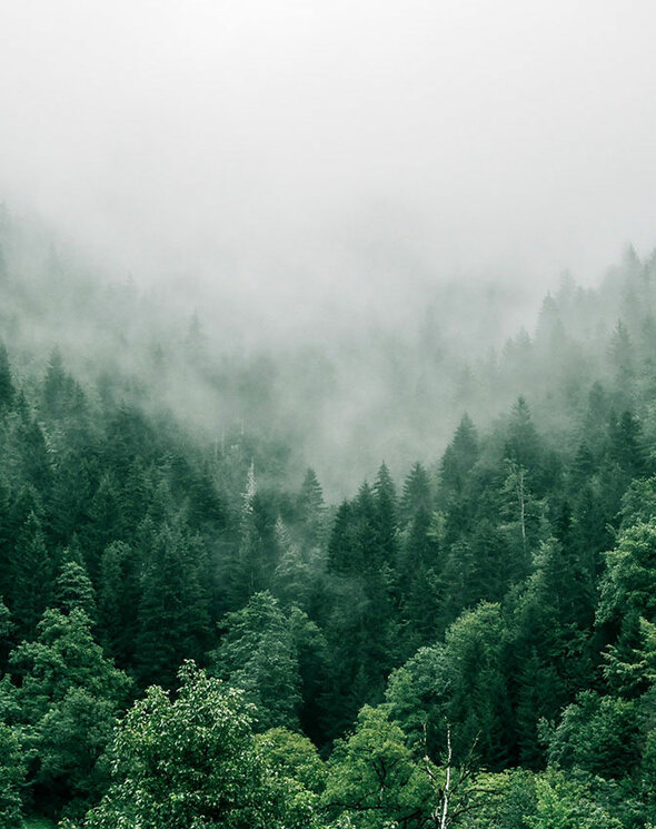 Königsdruck Nachhaltigkeit